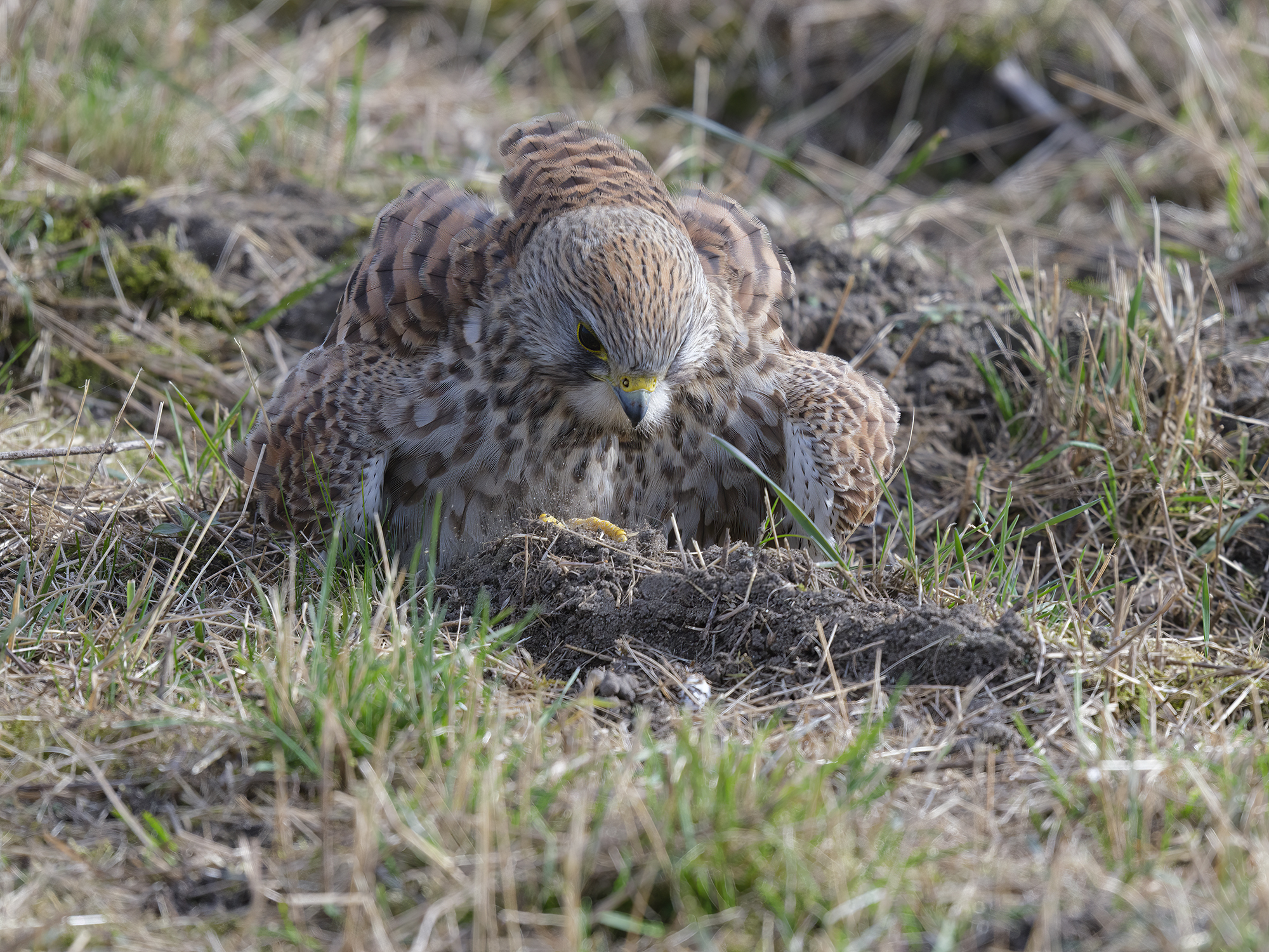 Das Turmfalken-Weibchen ...